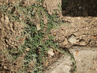 /album/fotogalerie-nabidka/herniaria-incana-jpg/